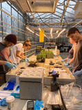 ULB students working in the greenhouse.