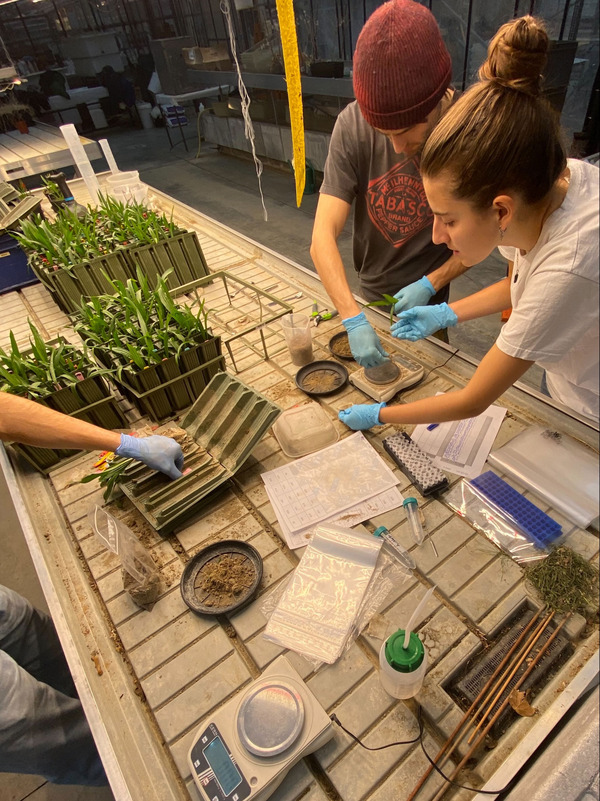 ULB students harvesting the plantain experiment for BNI assessment.