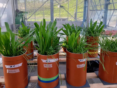 Microcosm experiments in the greenhouse.